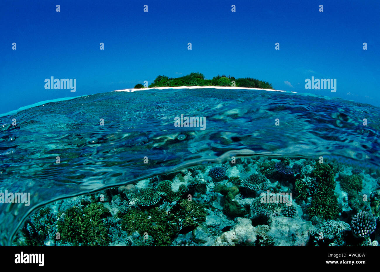 Coral Reef close to uninhabited Island Maldives Indian Ocean Meemu Atoll Stock Photo