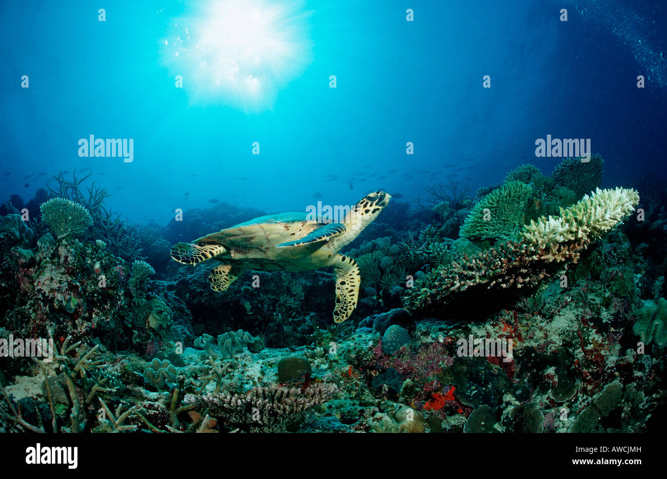 Hawksbill Turtle over Coral Reef Eretmochelys imbricata Maldives Indian Ocean Meemu Atoll Stock Photo