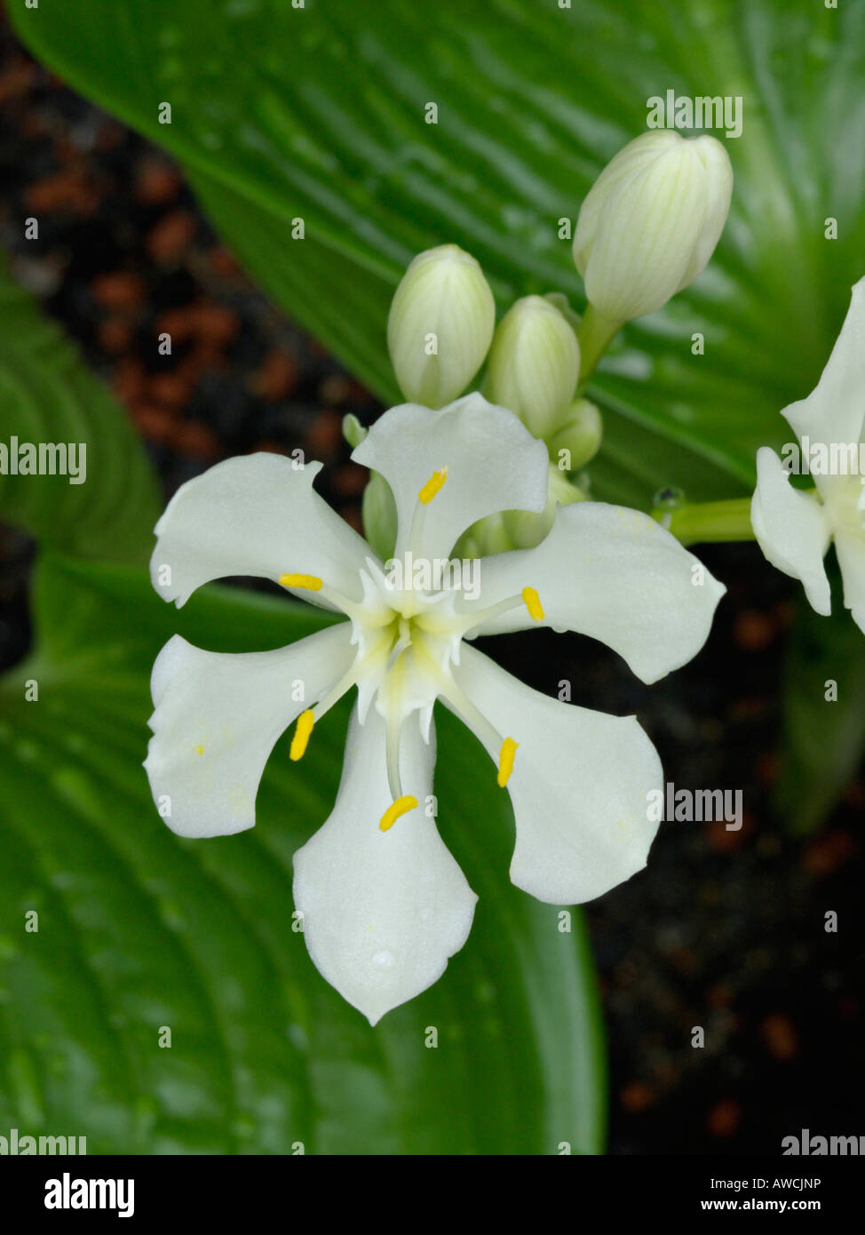 Cardwell lily (Proiphys amboinensis) Stock Photo