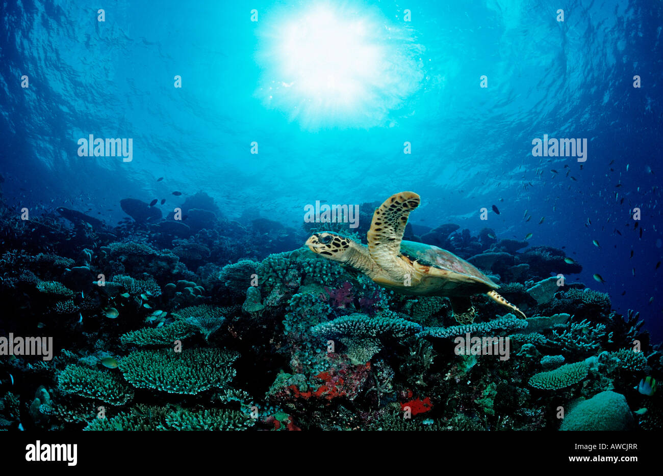 Hawksbill Turtle over Coral Reef Eretmochelys imbricata Maldives Indian Ocean Meemu Atoll Stock Photo