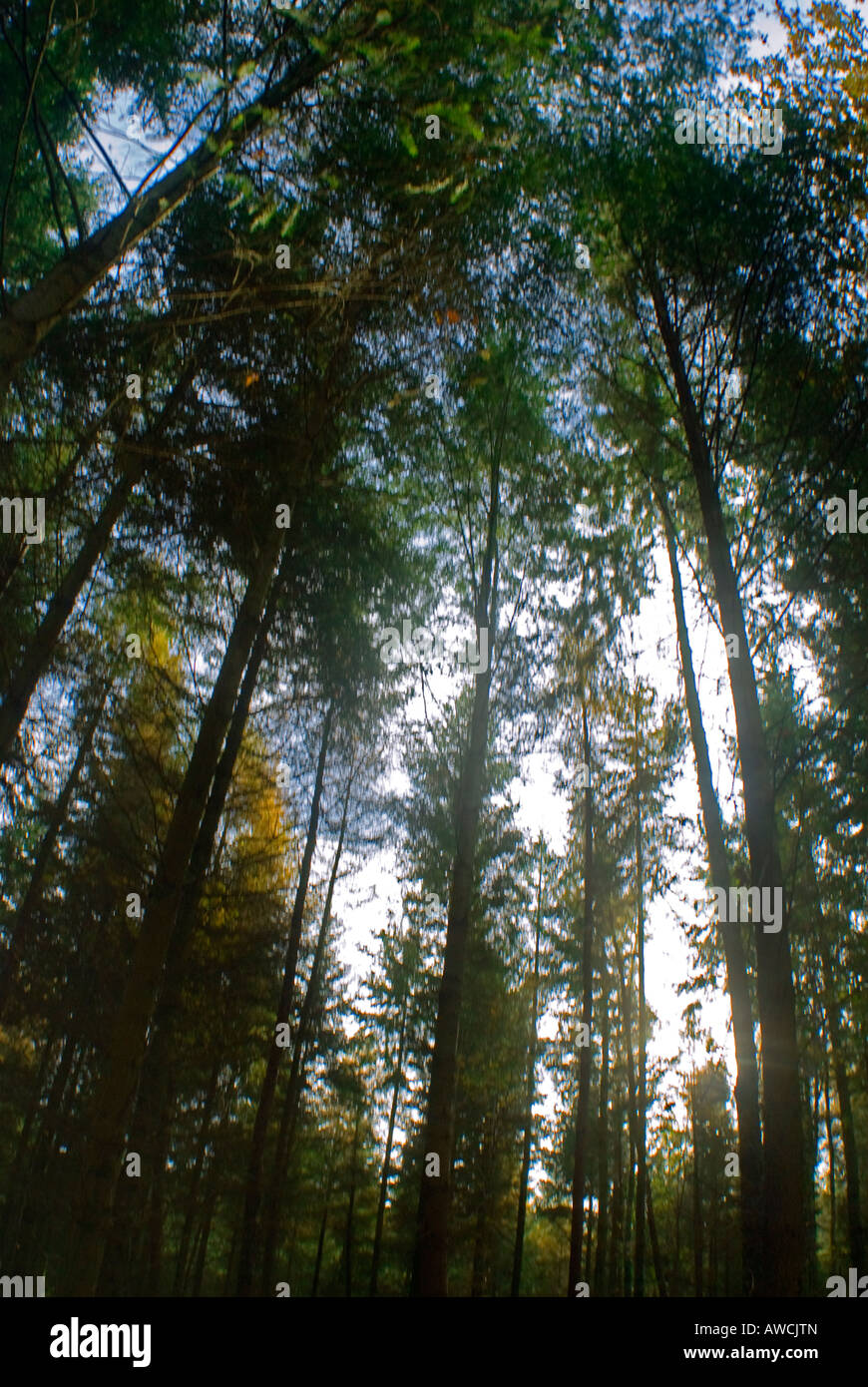 Pine trees in summer, looking up to the sky Stock Photo - Alamy