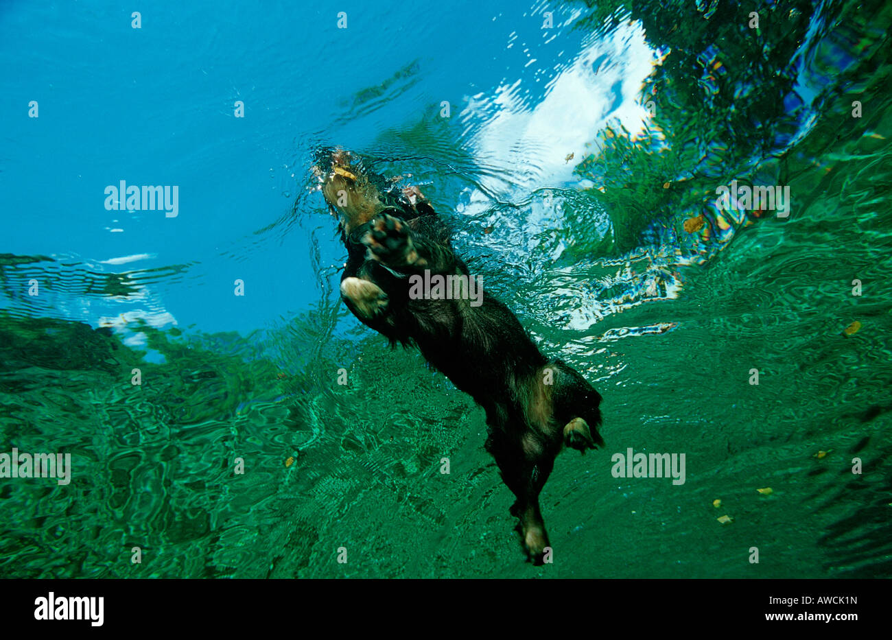 swimming dachshund Germany Starnberger See Bavaria Stock Photo