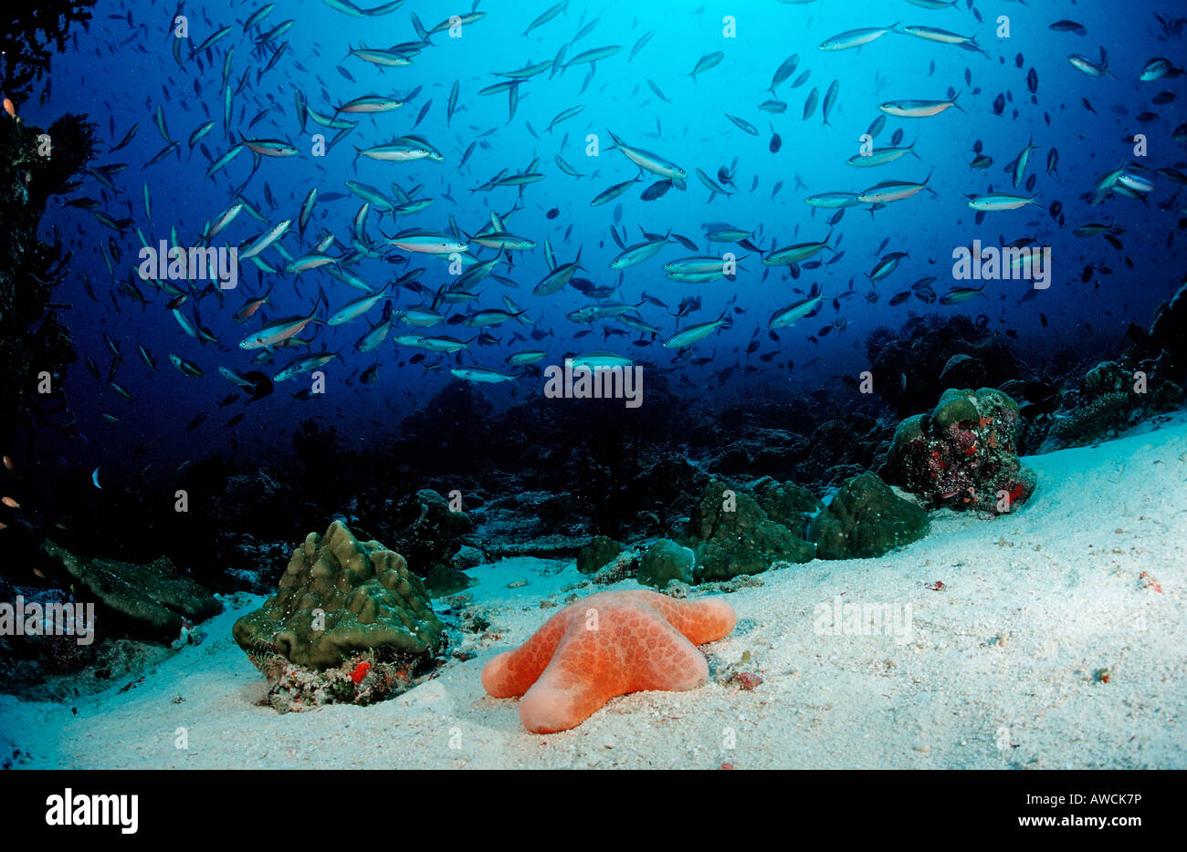 Schooling Neon Fusiliers and Cushion Starfish Pterocaesio tile Choriaster granulatus Maldives Indian Ocean Meemu Atoll Stock Photo