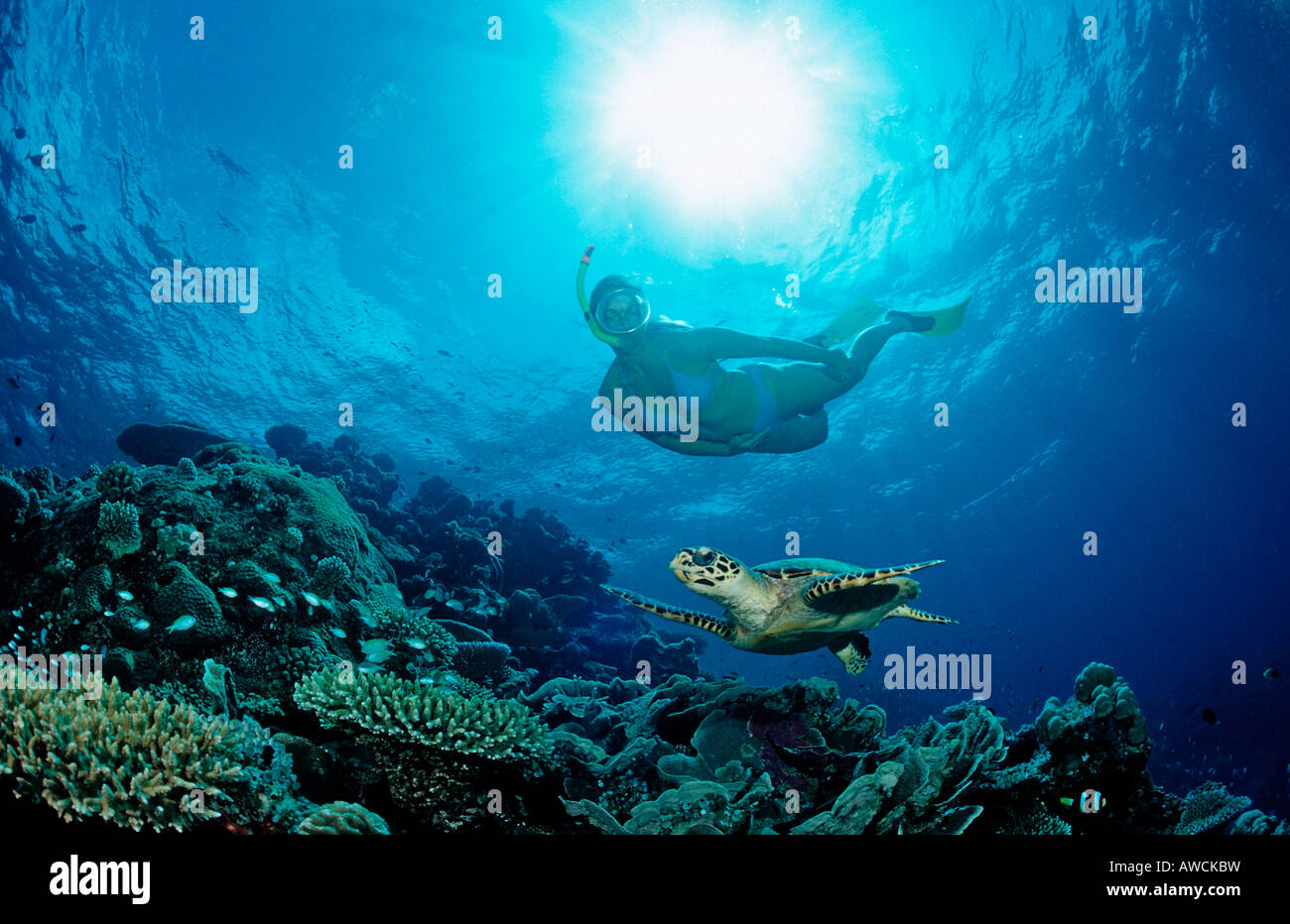 Hawksbill Turtle and Skin Diver Eretmochelys imbricata Maldives Indian Ocean Meemu Atoll Stock Photo