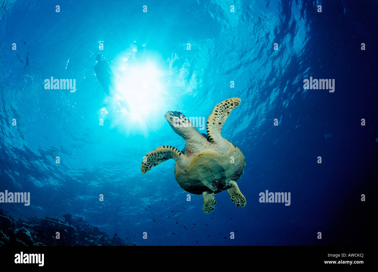 Hawksbill Turtle Eretmochelys imbricata Maldives Indian Ocean Meemu Atoll Stock Photo