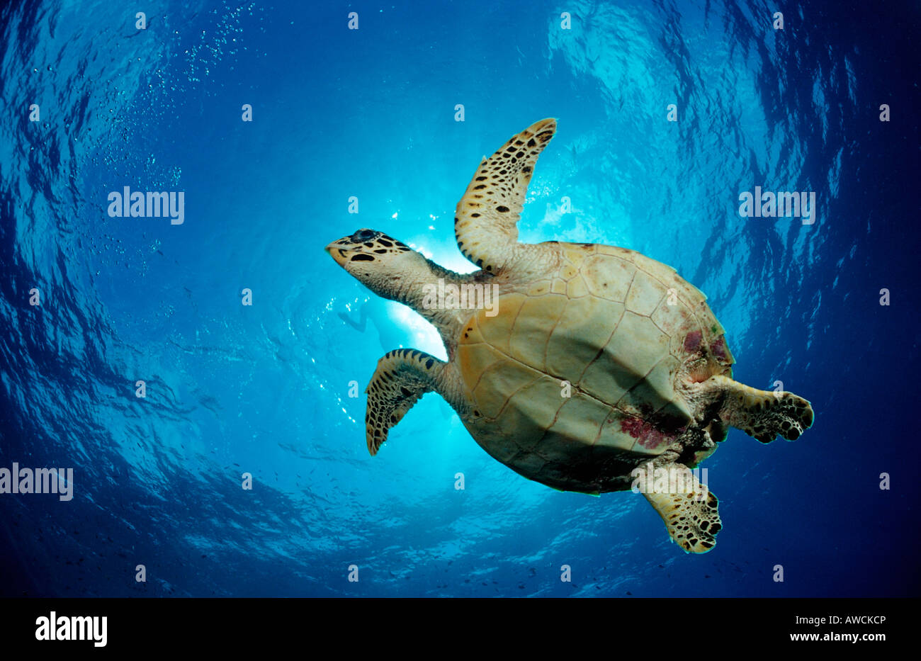 Hawksbill Turtle Eretmochelys imbricata Maldives Indian Ocean Meemu Atoll Stock Photo