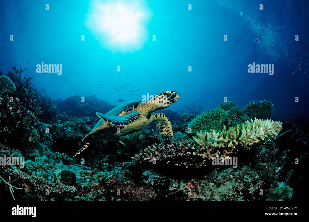 Hawksbill Turtle Eretmochelys imbricata Maldives Indian Ocean Meemu Atoll Stock Photo