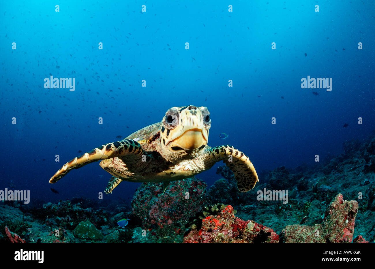 Hawksbill Turtle Eretmochelys imbricata Maldives Indian Ocean Felidu Atoll Stock Photo