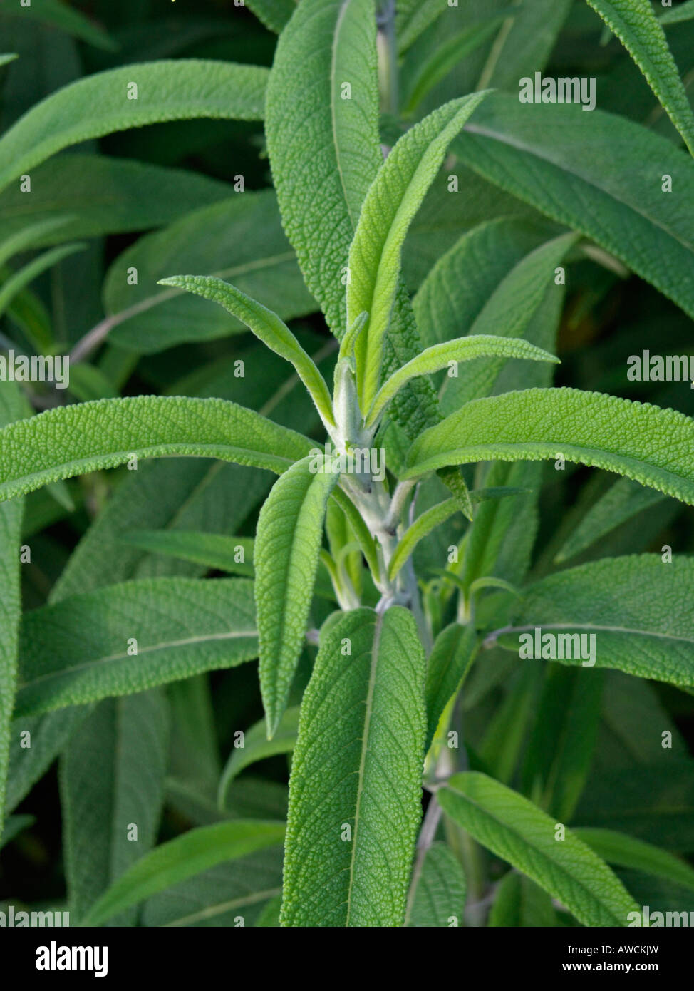 Mexican bush sage (Salvia leucantha) Stock Photo