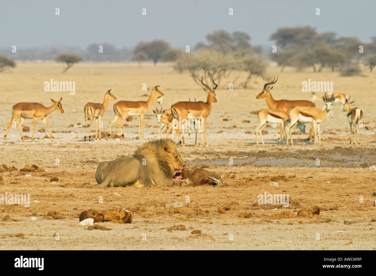 Lion (Panthera leo) and a killed springbok (Antidorcas marsupialis ...