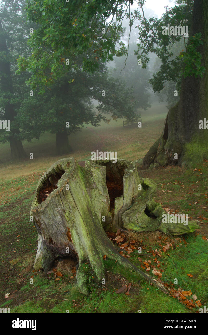 Bradgate Park Leicestershire October 2005 Stock Photo