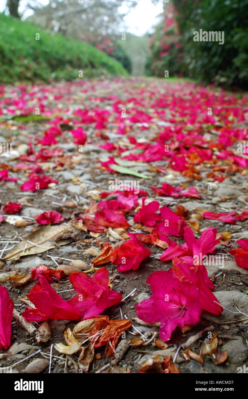 Rhododendron flowers on a path Caerhays garden Spring 2005 Cornwall Stock Photo