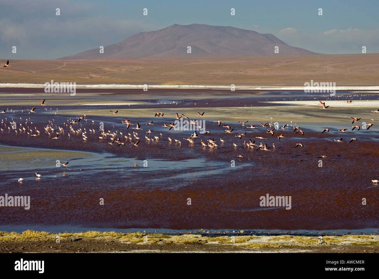 Flamingos (Phoenicoparrus) at lagoon Laguna Colorada, Altiplano, Bolivia, South America Stock Photo