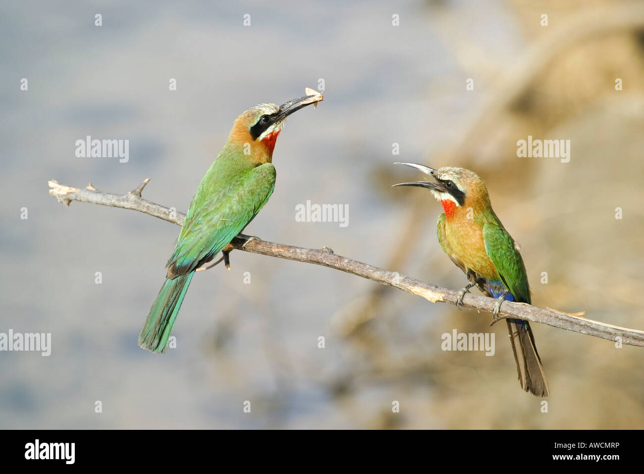 White-fronted Bee-eater (Merops bullockoides) with a captured butterfly ...