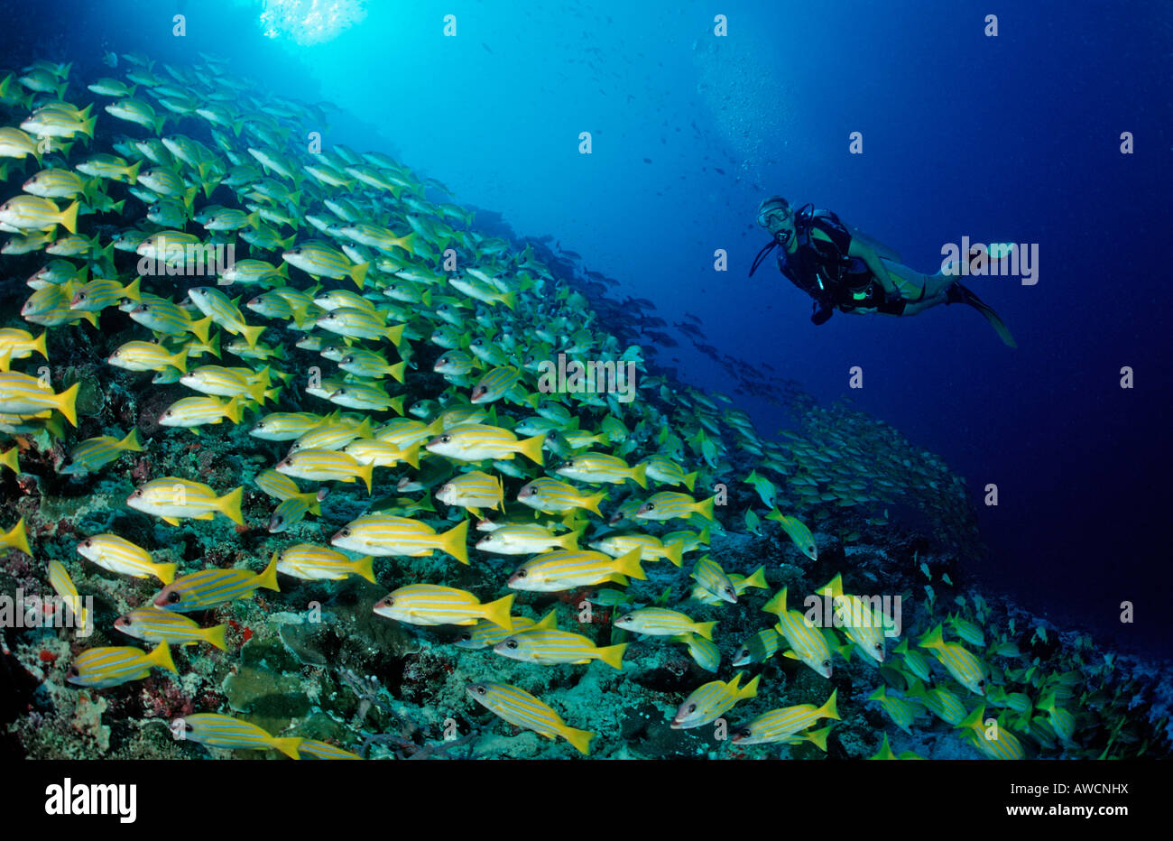 schooling Bluestripe Snappers and Diver Lutjanus kasmira Maldives Indian Ocean Meemu Atoll Stock Photo