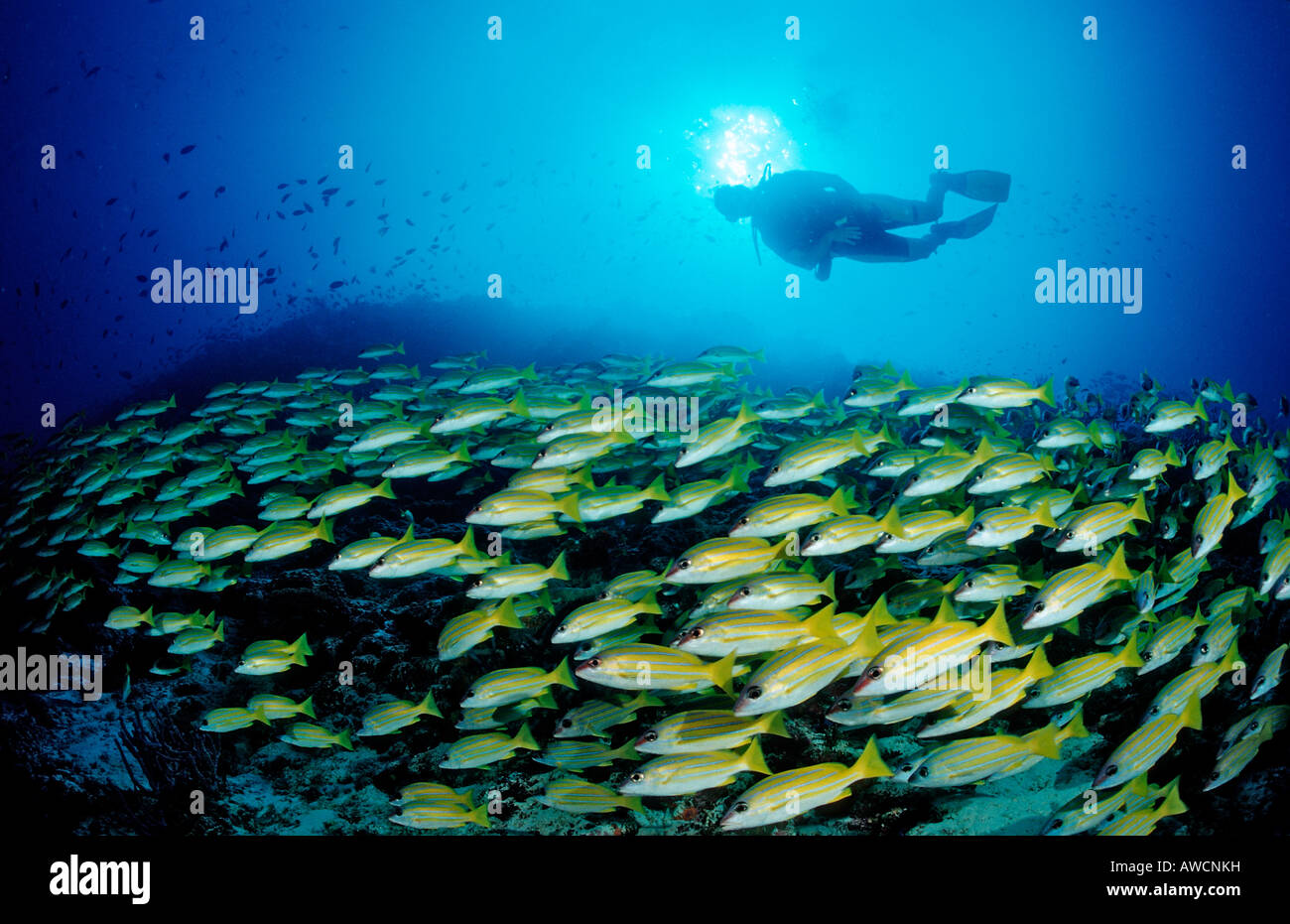 schooling Bluestripe Snappers and Diver Lutjanus kasmira Maldives Indian Ocean Meemu Atoll Stock Photo