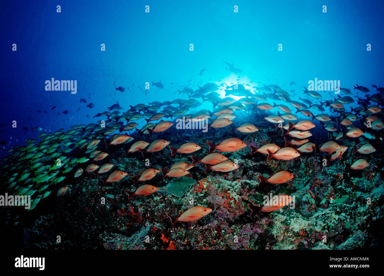 schooling Humpback Snappers and Bluestripe Snappers Lutjanus kasmira Lutjanus gibbus Maldives Indian Ocean Meemu Atoll Stock Photo