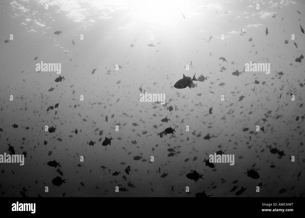 Shoal of Redtooth Triggerfishes Odonus niger Maldives Indian Ocean ...
