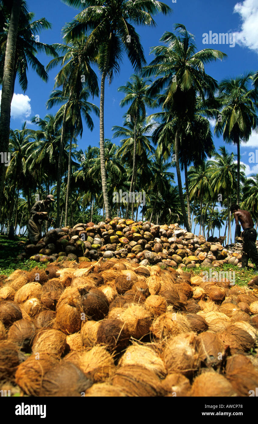 caribbean dominican republic coconut husks lying under the palms on the