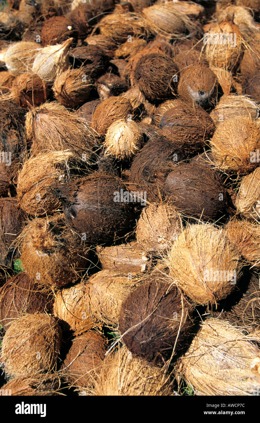 caribbean dominican republic coconut husks lying under the palms on the