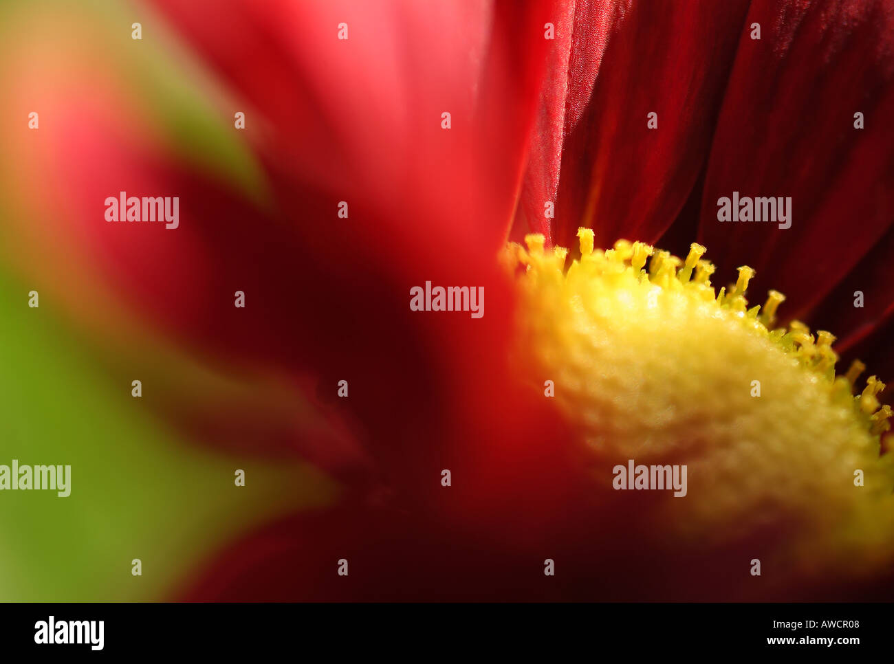 red chrysanthemum flower Stock Photo