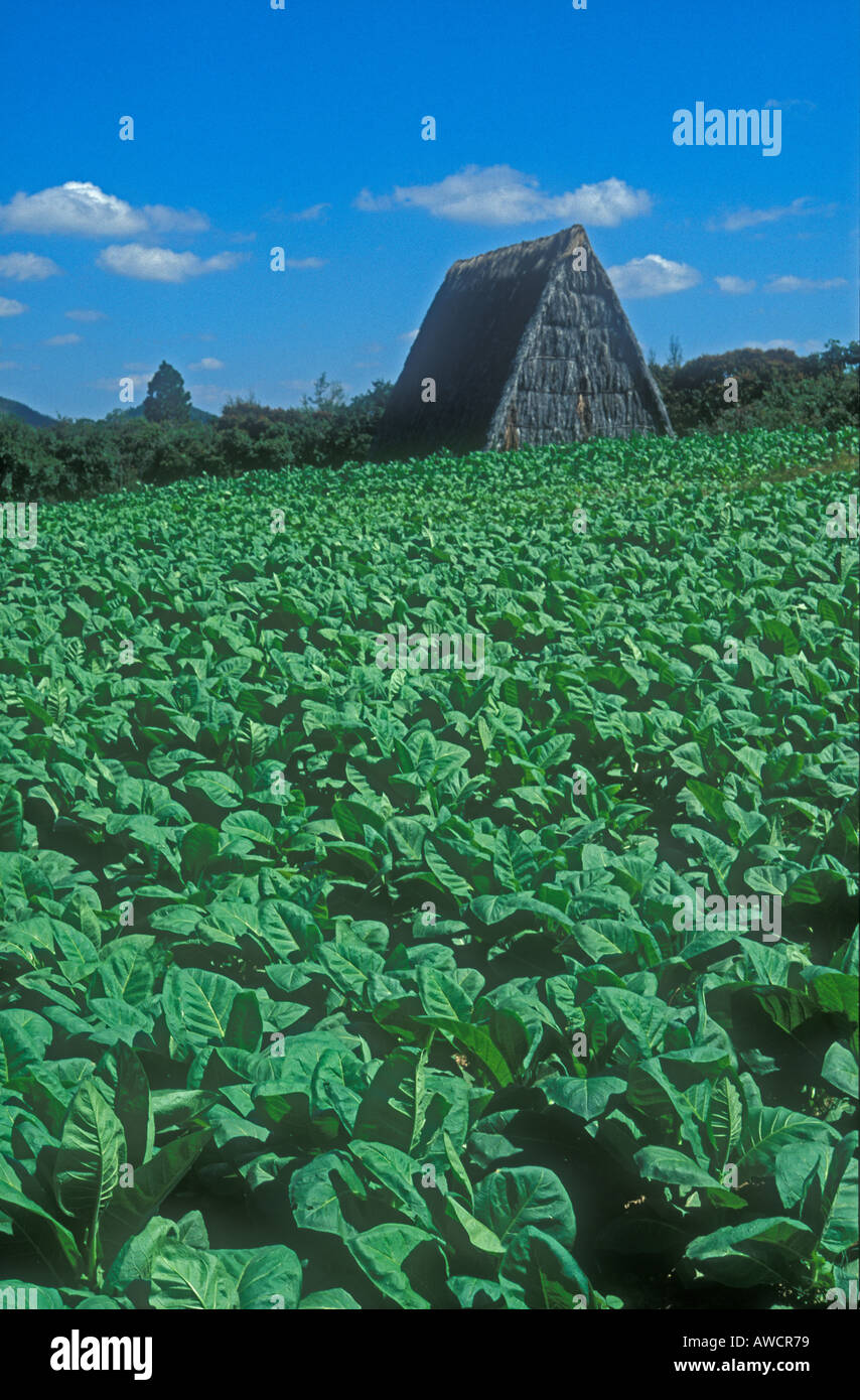 tobacco shed upper coomera prices #420 #baccyshed #vape #smokes #clothing #friends #oilpourer #maryjane