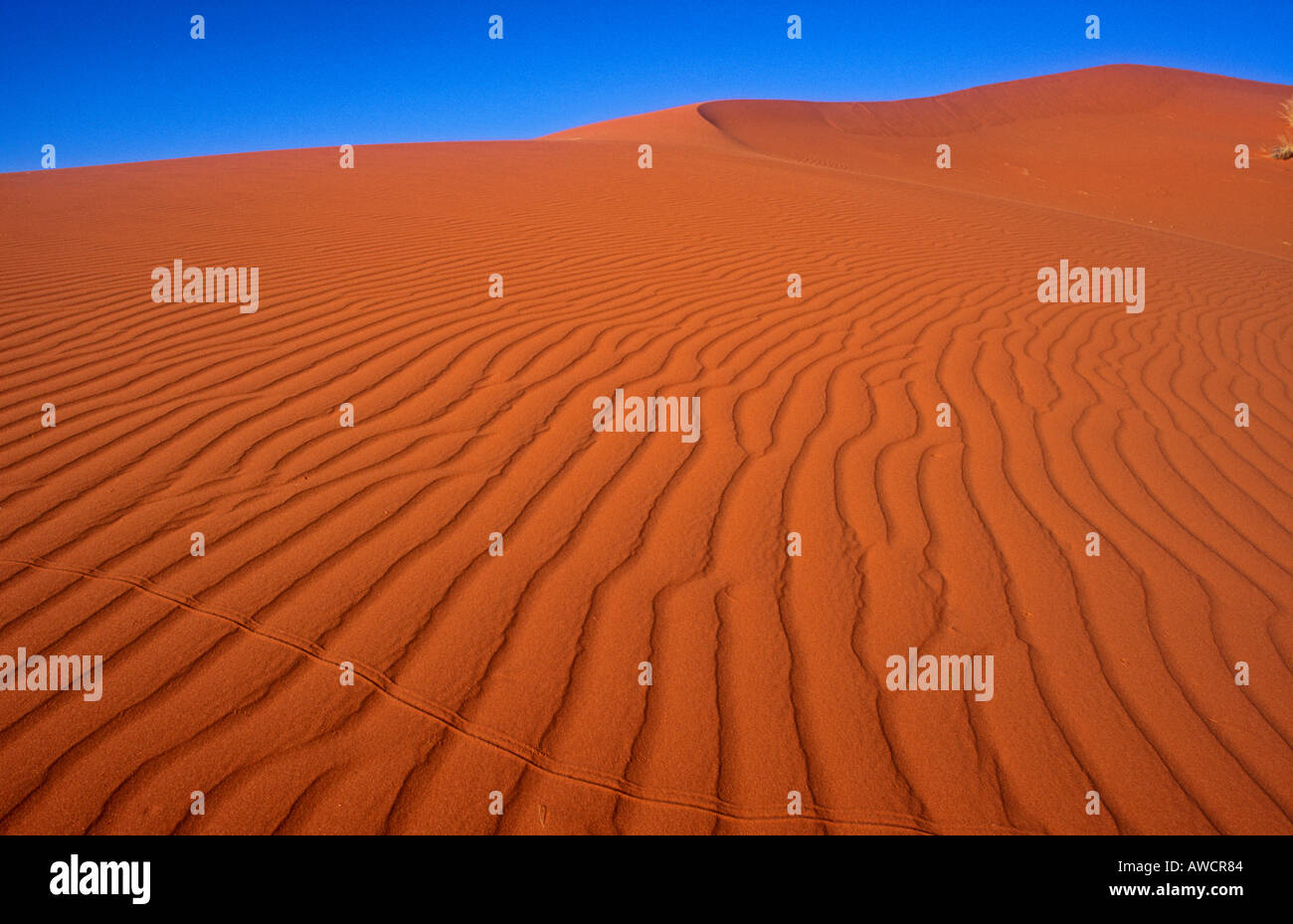 Red sand dune Kalahari Desert South Africa, near border with Namibia