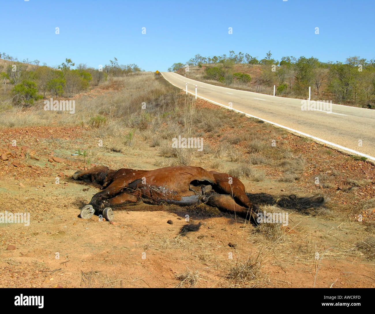 Dead horse along the road to Borroloola Stock Photo