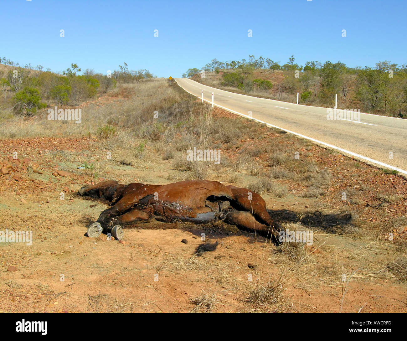 Dead Horse Along The Road To Borroloola Stock Photo Alamy Dead Horse Along The Road To Borroloola Stock Photo Alamy