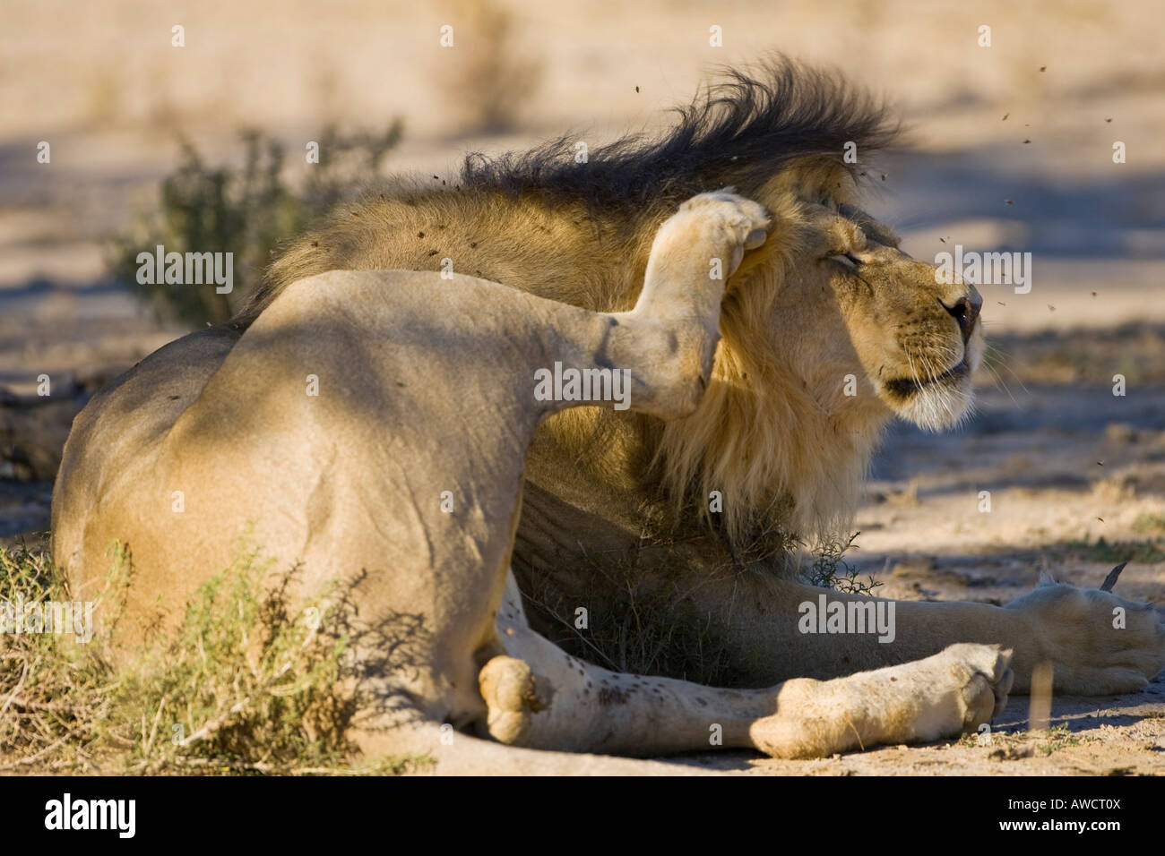 Lion (Panthera leo) scratching himself, flies Stock Photo