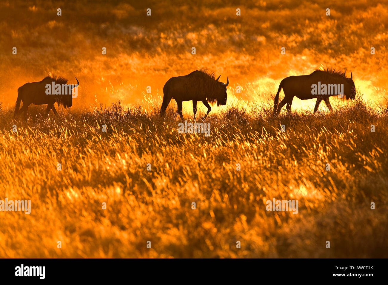 Herd of Wildebeests (Connochaetes) at sunset, Kalahari Desert, South Africa, Africa Stock Photo