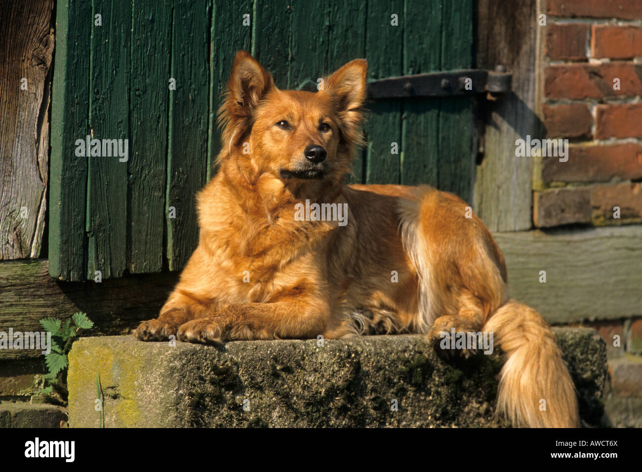 Harzer Fuchs or Harz Fox dog (Canidae), German dog breed Stock Photo