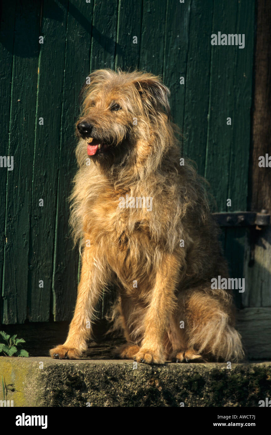 Schaeferhund Mix High Resolution Stock Photography and Images - Alamy