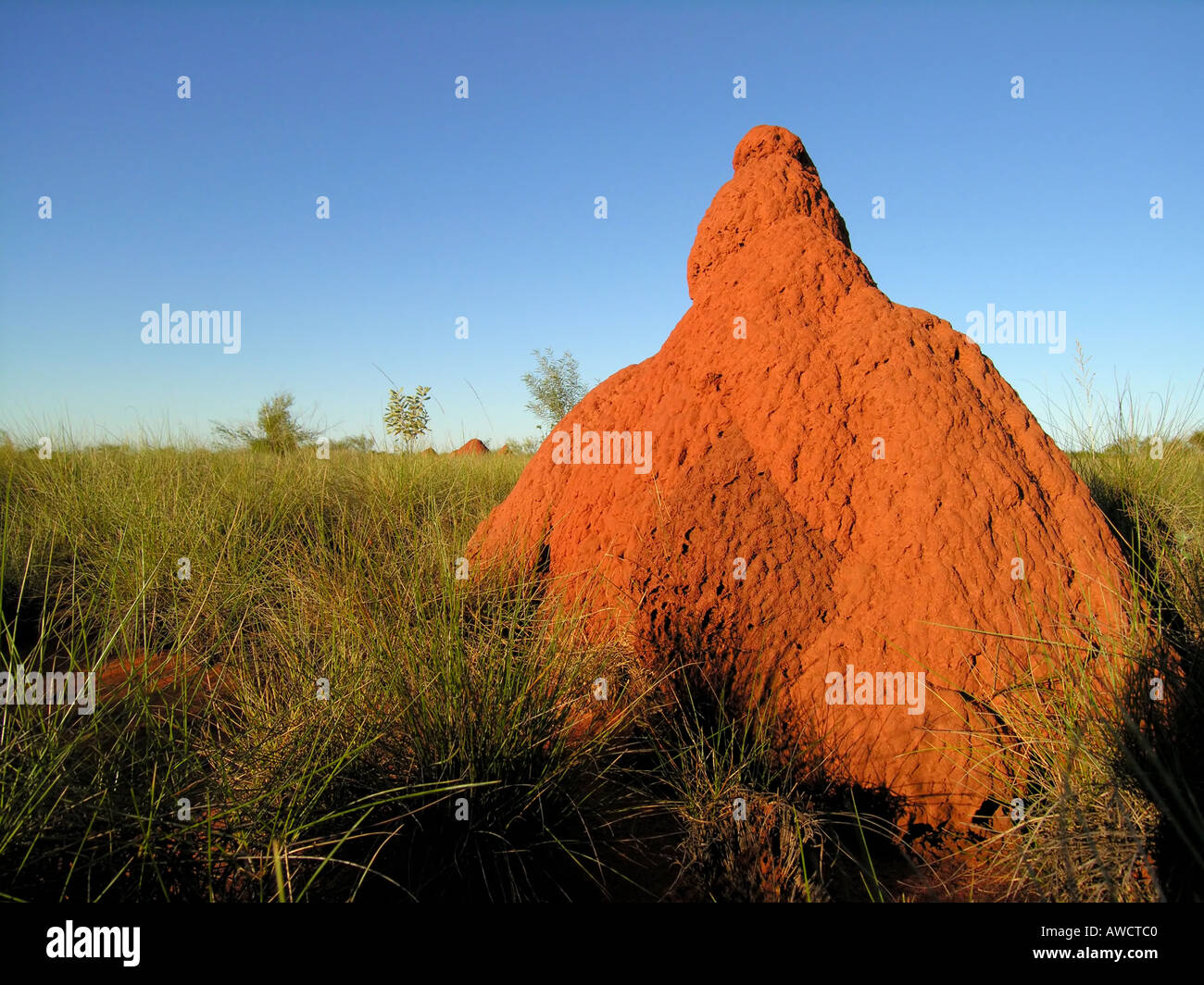 Termite Mounds Northern Territories Stock Photo Alamy