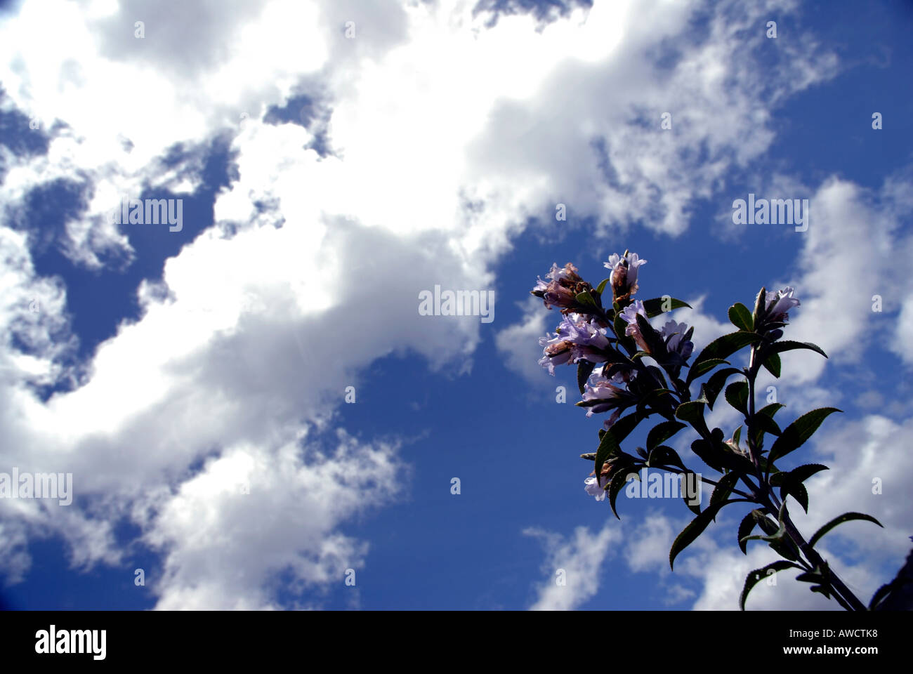 NEELAKURINJI FLOWERS IN GUHANATHAPURAM NEAR KOVILOOR MUNNAR Stock Photo