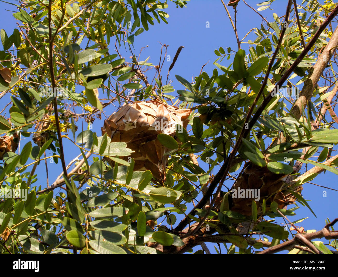 Green tree ants nest Stock Photo Alamy