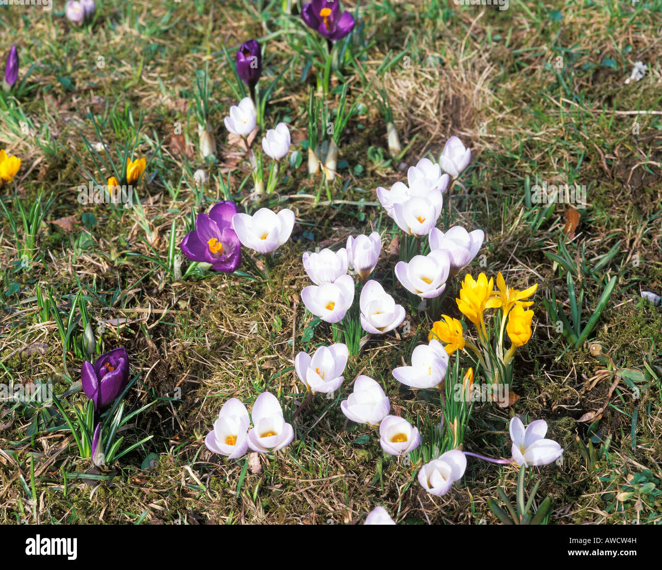 Crocus spring meadow Stock Photo