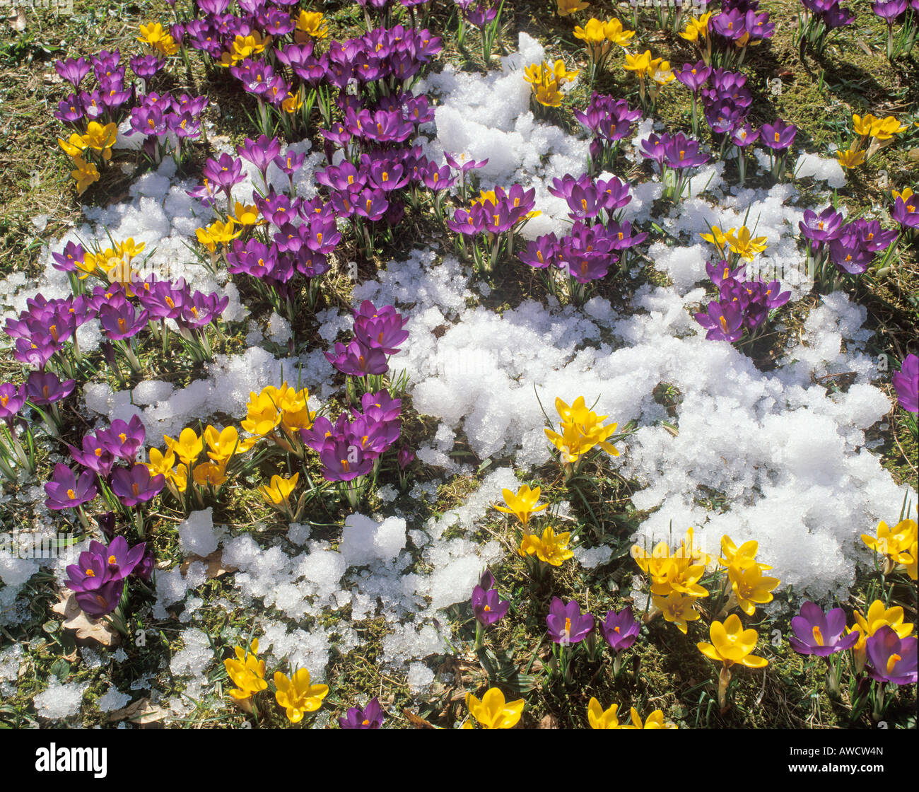 Crocus spring meadow snow Stock Photo
