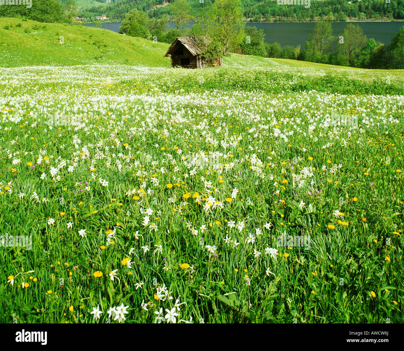 Spring meadow daffodil Stock Photo