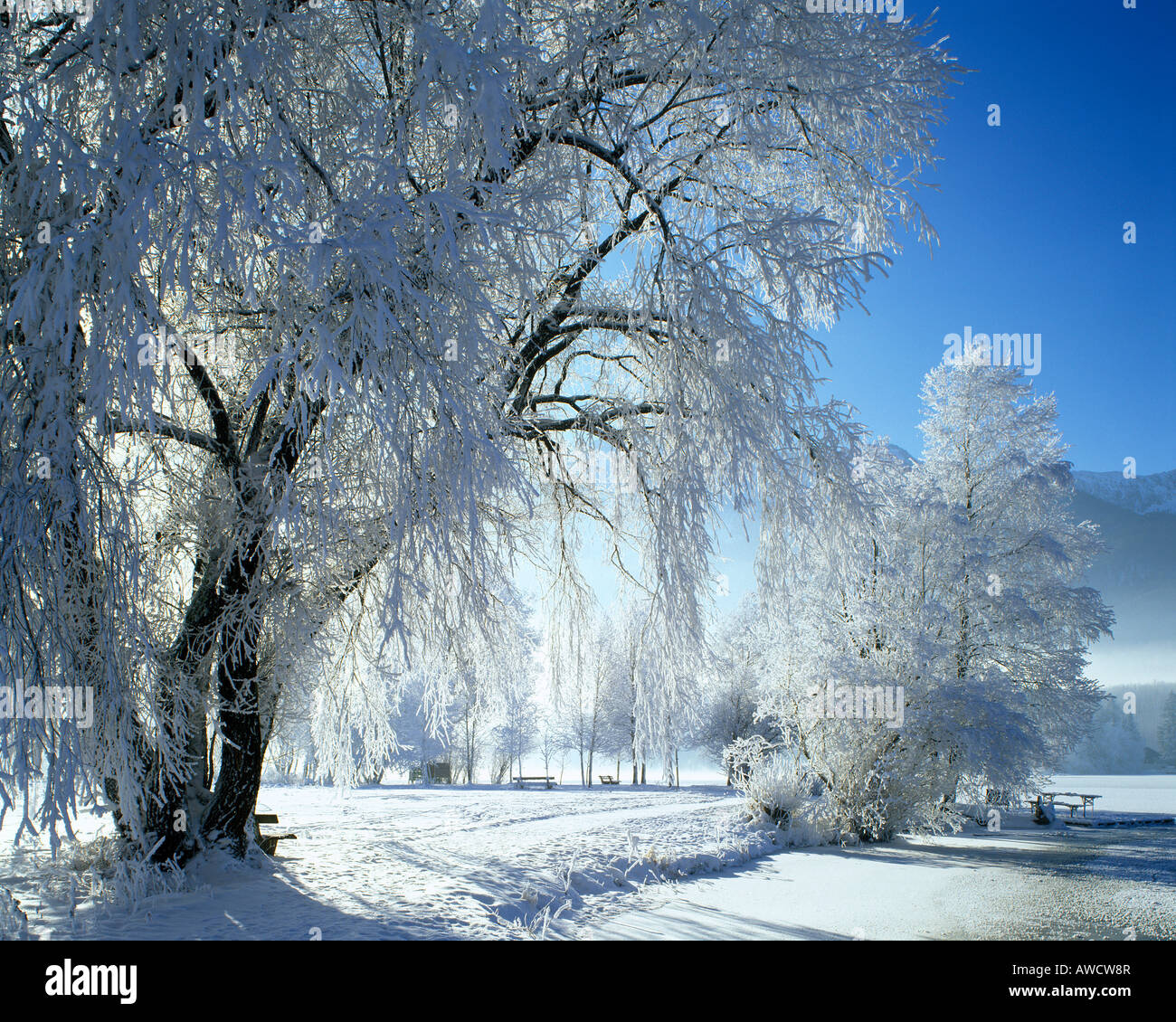 Winter time snow tree hoarfrost Stock Photo