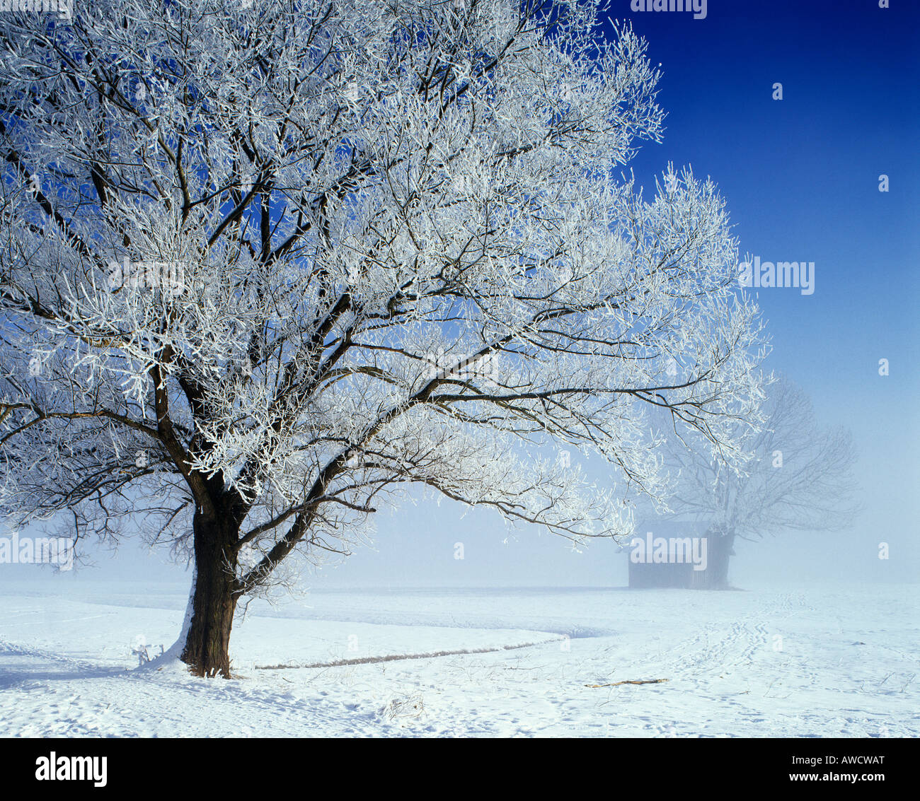 Winter Time Tree Winter time snow tree hoarfrost Stock Photo - Alamy