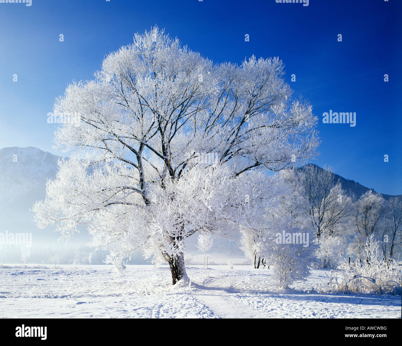 Winter Time Tree Winter time snow tree hoarfrost Stock Photo - Alamy