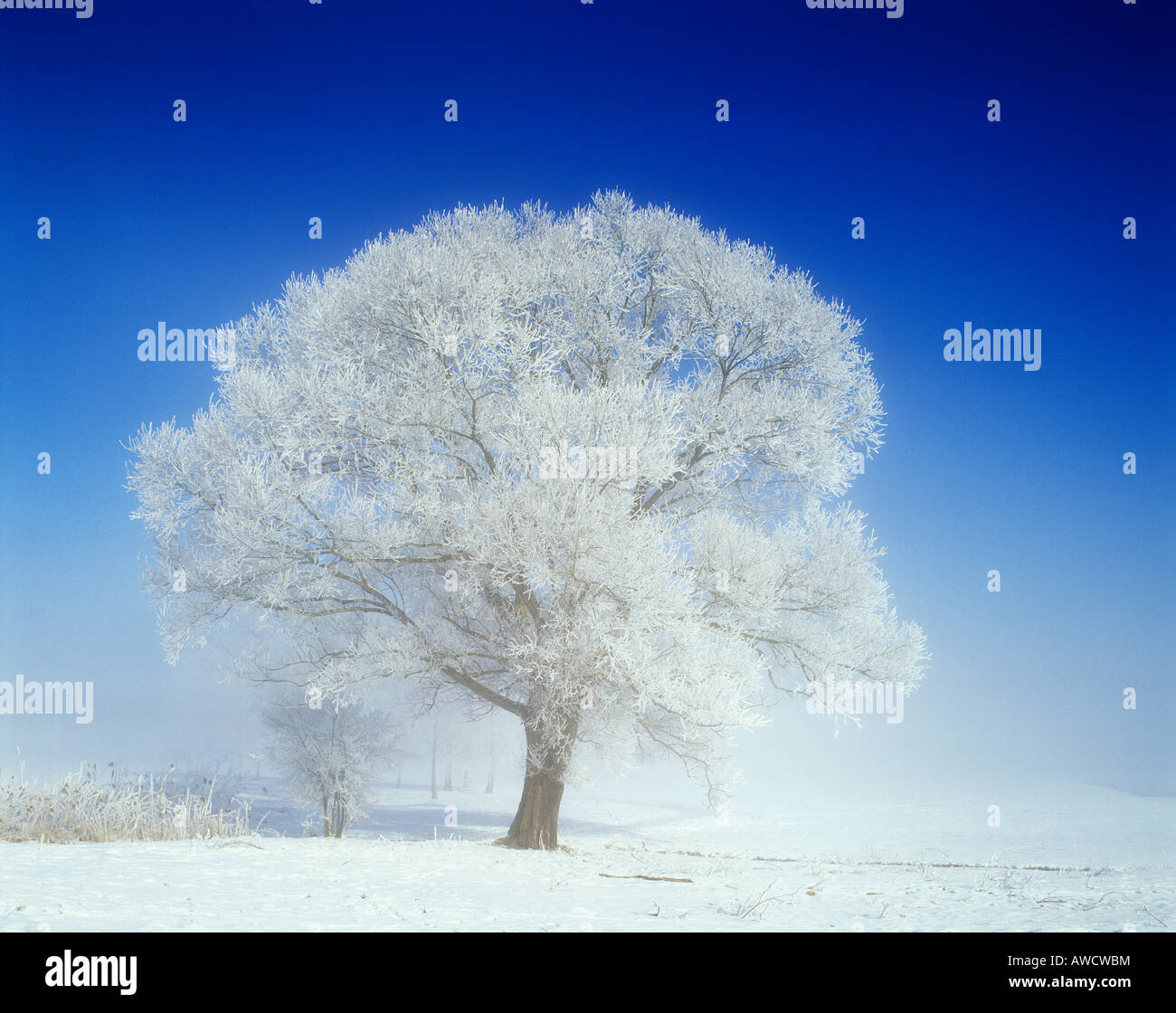 Winter Time Tree Winter time snow tree hoarfrost Stock Photo - Alamy