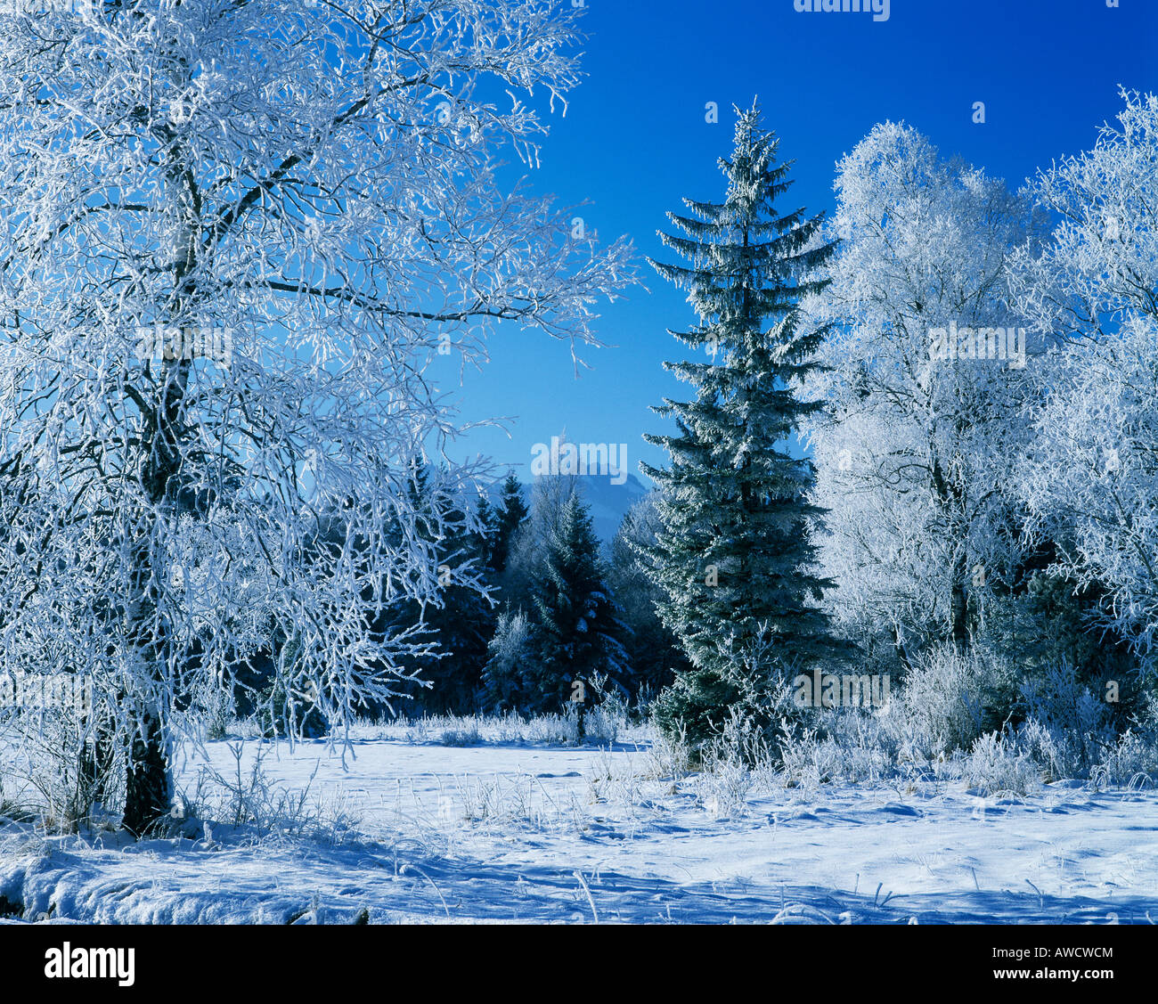 Winter Time Tree Winter time snow tree hoarfrost Stock Photo - Alamy