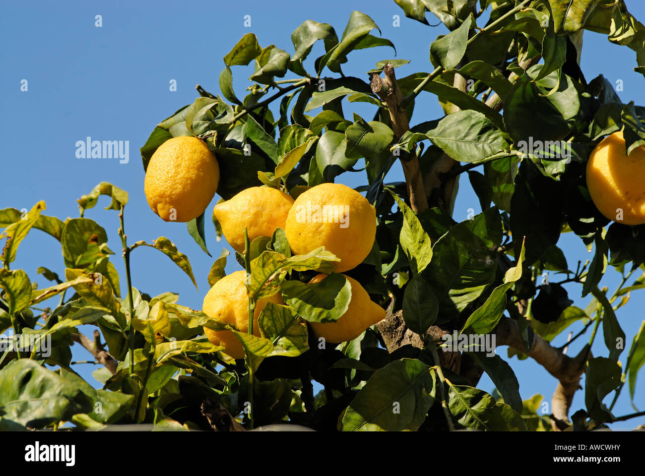 Lemons on the tree Stock Photo Alamy