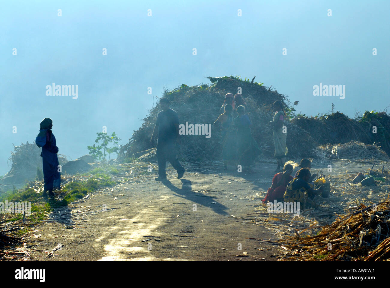 EXTRACTING SUGARCANE JUICE FOR MAKING JAGGERY IN KOVILOOR NEAR MUNNAR KERALA Stock Photo