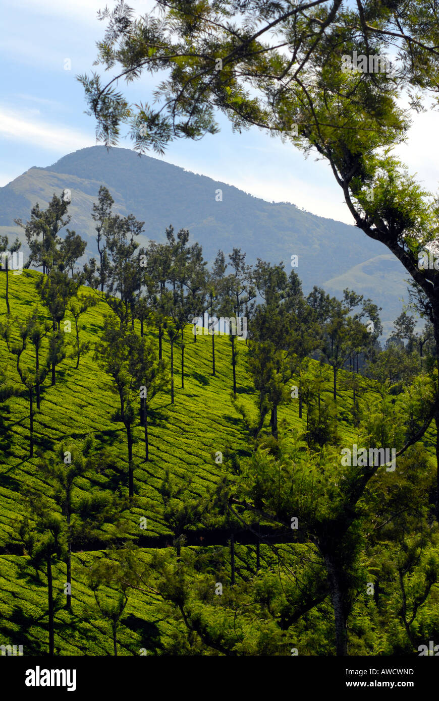 TEA PLANTATIONS IN DEVIKULAM NEAR MUNNAR Stock Photo - Alamy