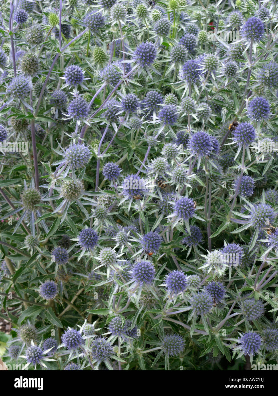Blue eryngo (Eryngium planum) Stock Photo