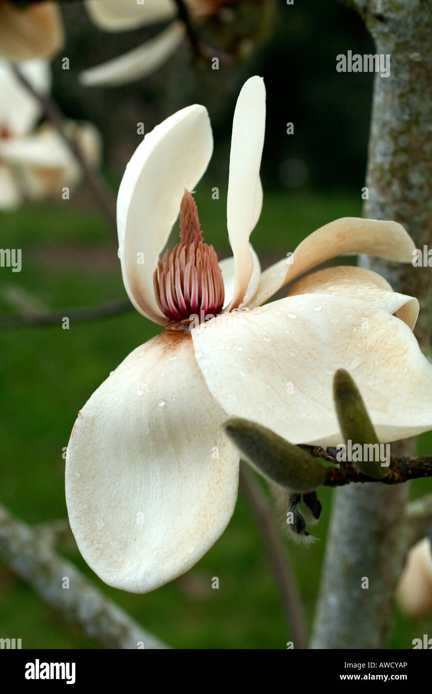 MAGNOLIA DAVID CLULOW Stock Photo