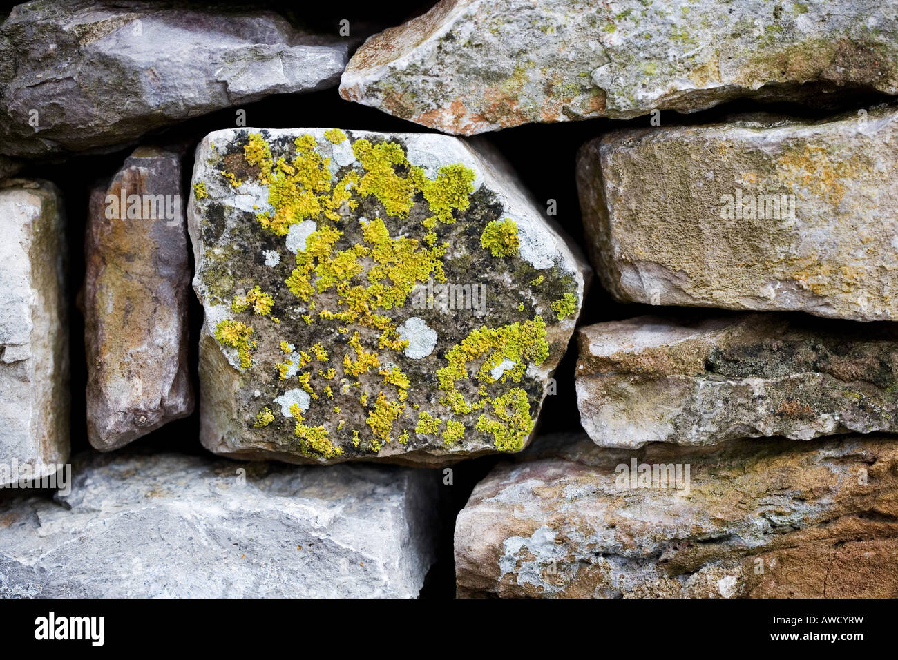 lichen on a dry stone wall, cumbria Stock Photo